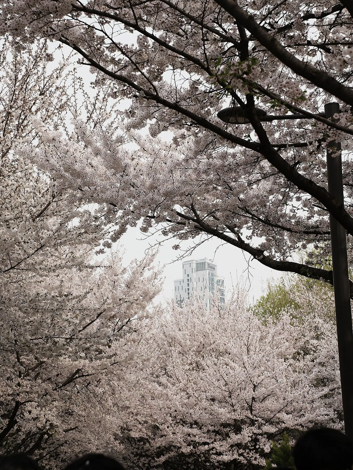 Cherry blossoms in Seoul Forest, South Korea